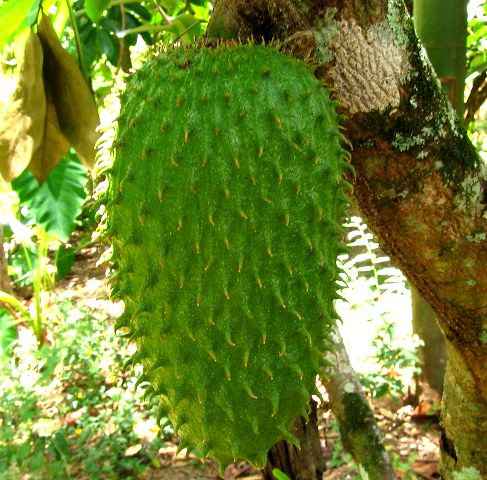 ethiopian prickly fruit ambashok soursop